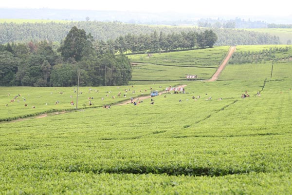 Kenya's tea earnings to likely fall in 2016, regulator says