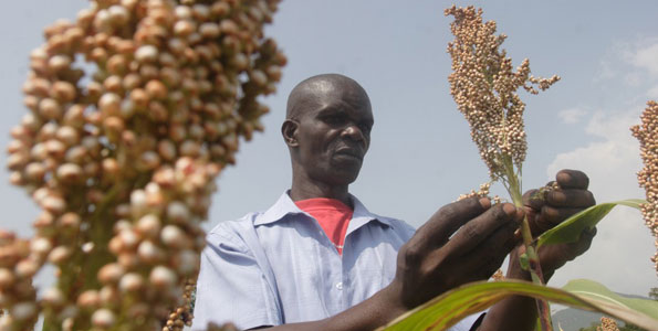 Tax on keg beer cuts sorghum prices by 80pc