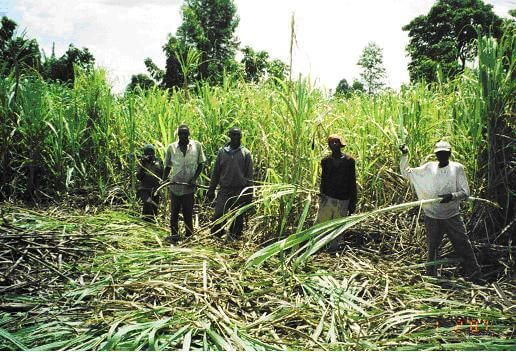 Sale of five State sugar companies delayed over farmers’ petition