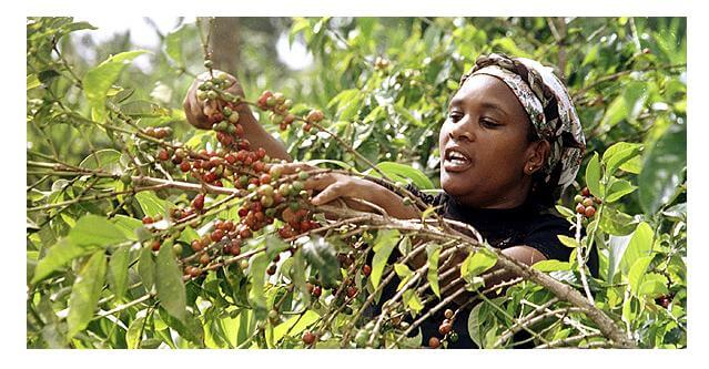 Coffee price improves as trading resumes at Nairobi Coffee Exchange