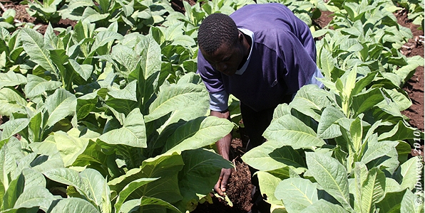 Tobacco farmers to lose as sponsor scales down operations